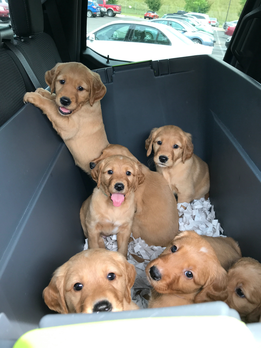 Adorable puppies